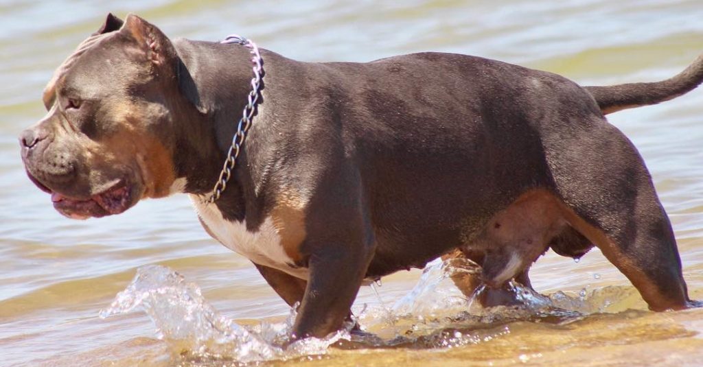 The Top XL American Bully Breeders in the World Right Now