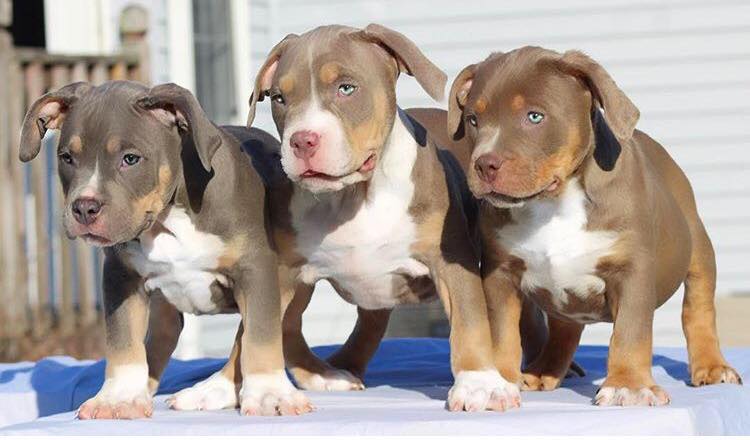 The Top XL American Bully Breeders in the World Right Now