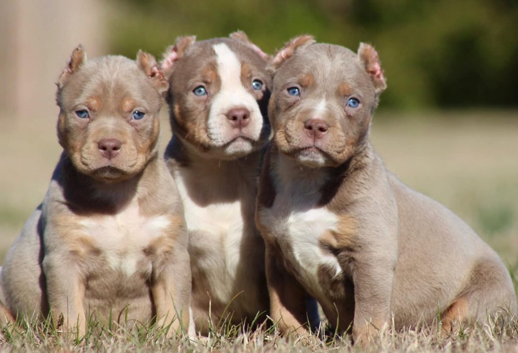 tri color pitbull for sale