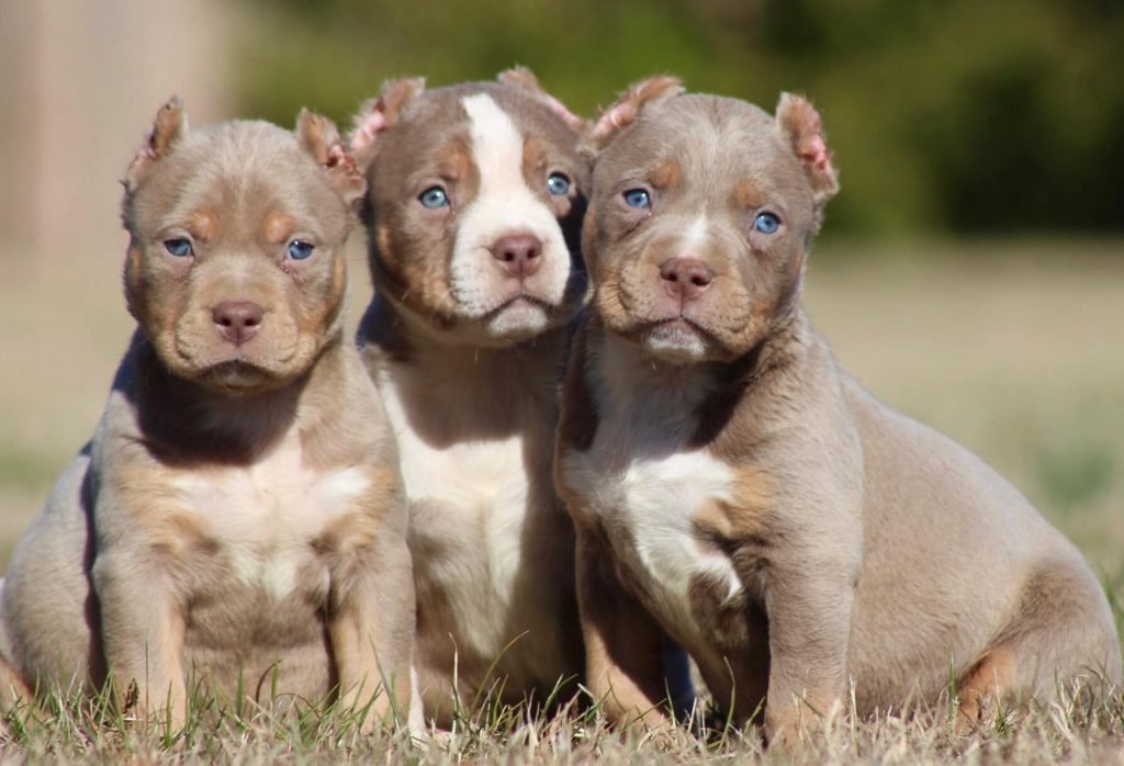 tri bully pitbulls