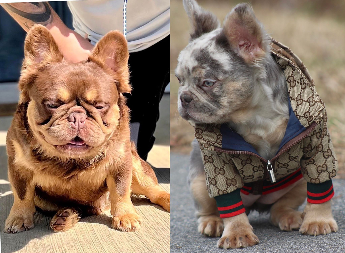 fluffy frenchie puppies for sale near me virginia. New shade Isabella and Rojo french bulldogs for sale.