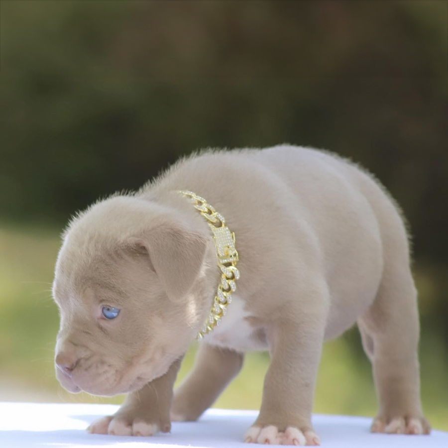 champagne xl american bully for sale near me virginia