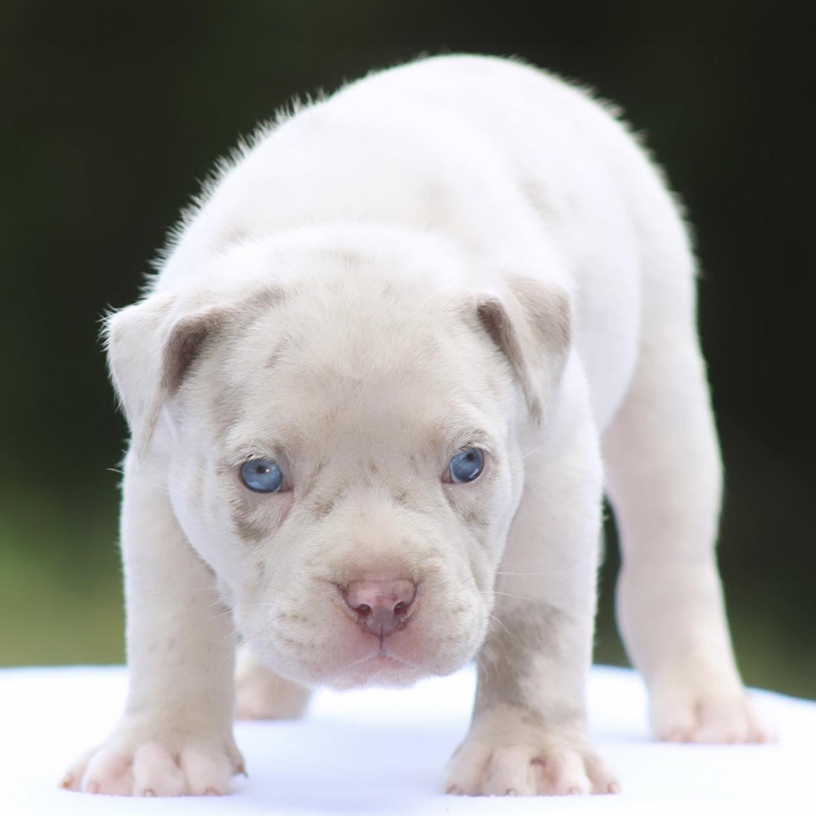 platinum merle xl american bullies for sale virginia