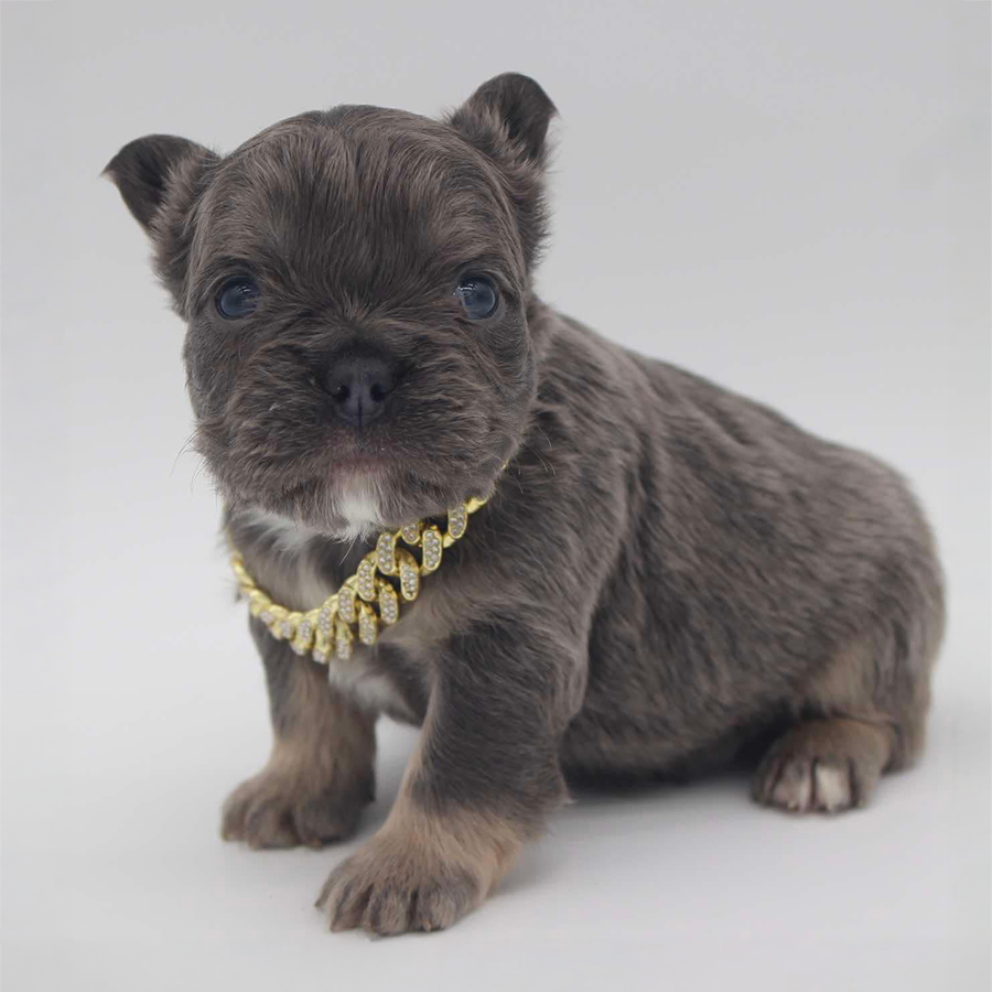 A beautiful blue and tan fluffy French Bulldog puppy with a cute gold chain