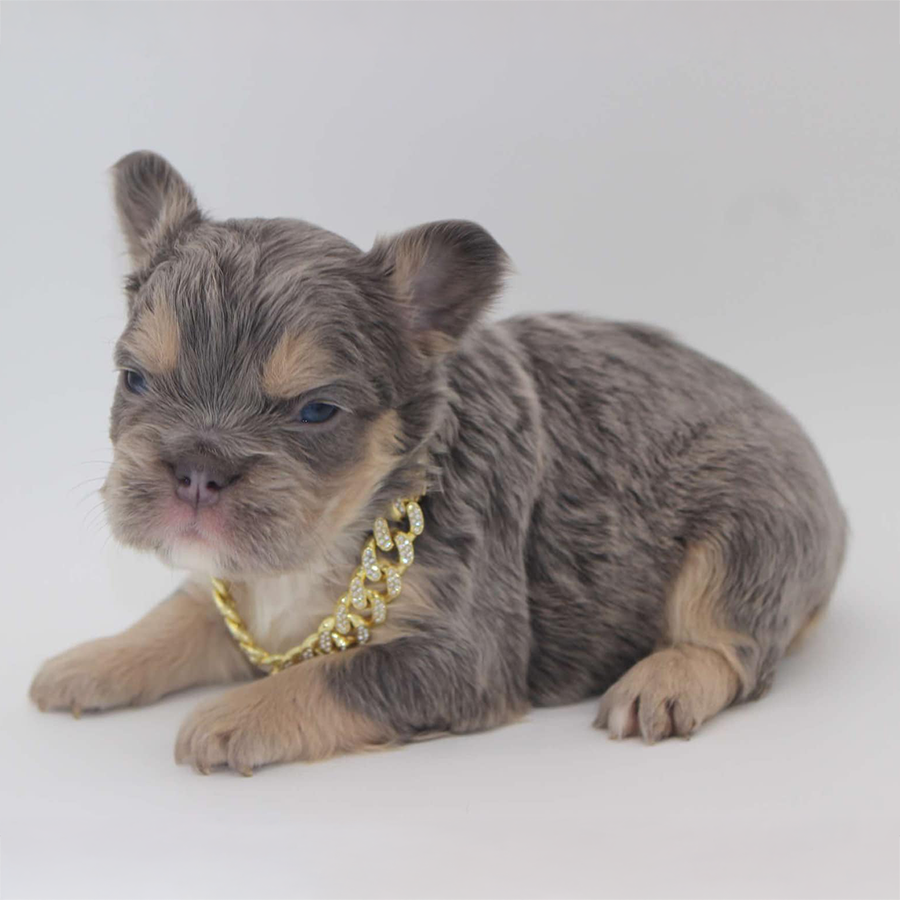 A beautiful blue and tan fluffy Frenchie puppy with a cute gold chain