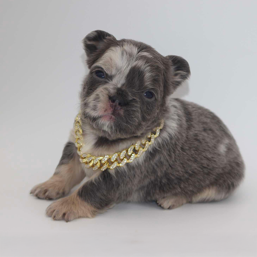 A beautiful blue and tan merle fluffy Frenchie puppy with a cute gold chain