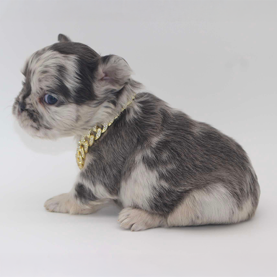 A blue merle Fluffy French Bulldog puppy wearing a gold collar