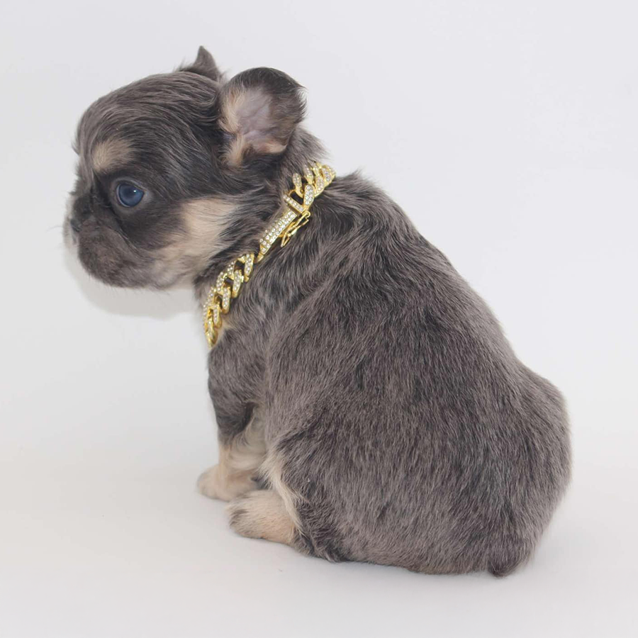 a lilac and tan fluffy French Bulldog with a gold chain