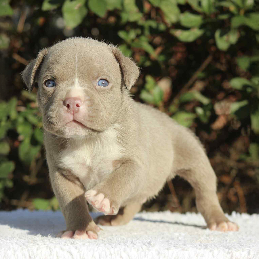 American Bully Female Puppy american-bully-female-puppy