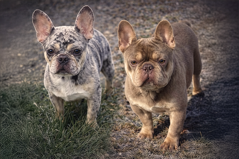 Rojo merle tri French Bulldog puppies for sale in VA