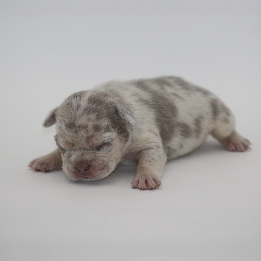 lilac merle tri French Bulldog puppy for sale near me VA