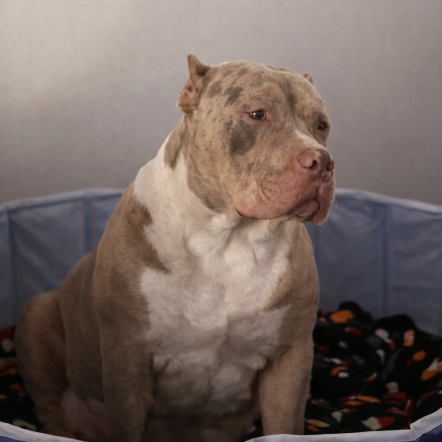 lilac tri merle Americn Bullies for sale in Virginia