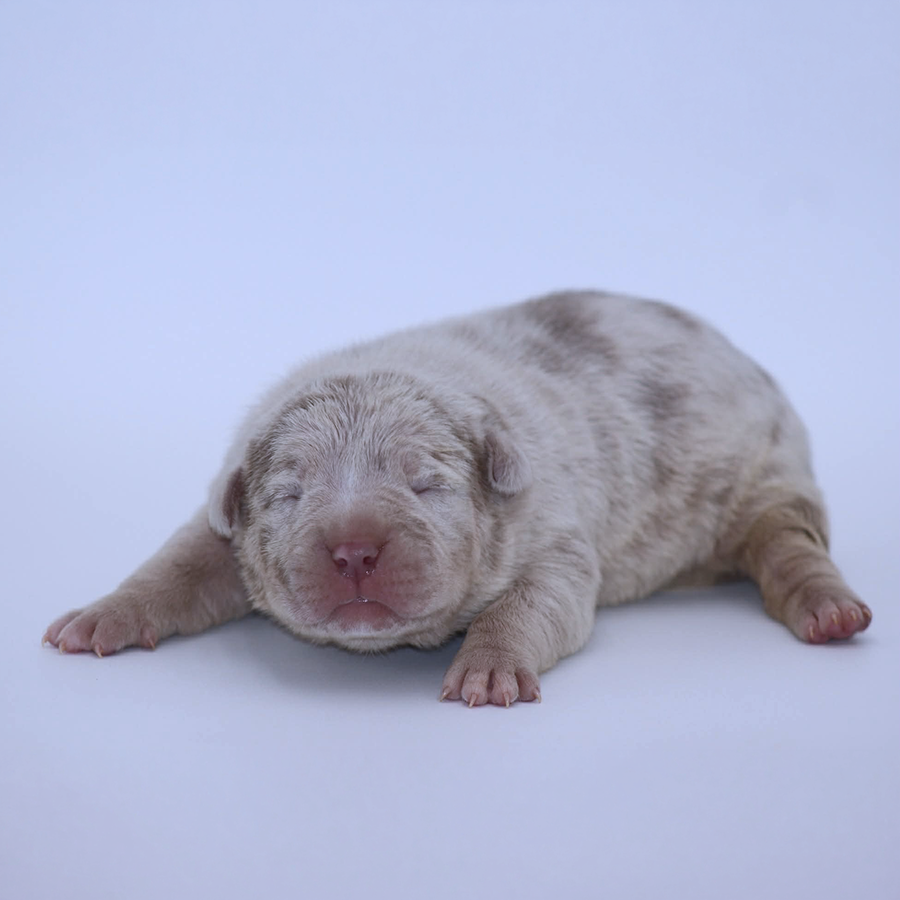 lilac tri merle XL Bully puppies for sale in Virginia