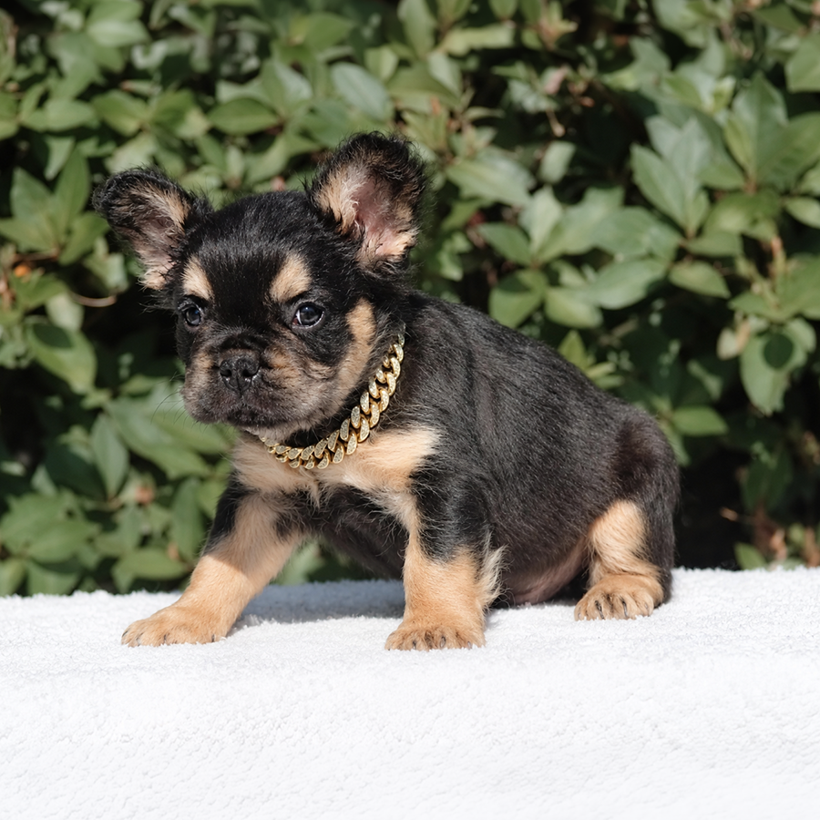 Black tri black and tan fluffy French Bulldog puppy for sale in VA near me