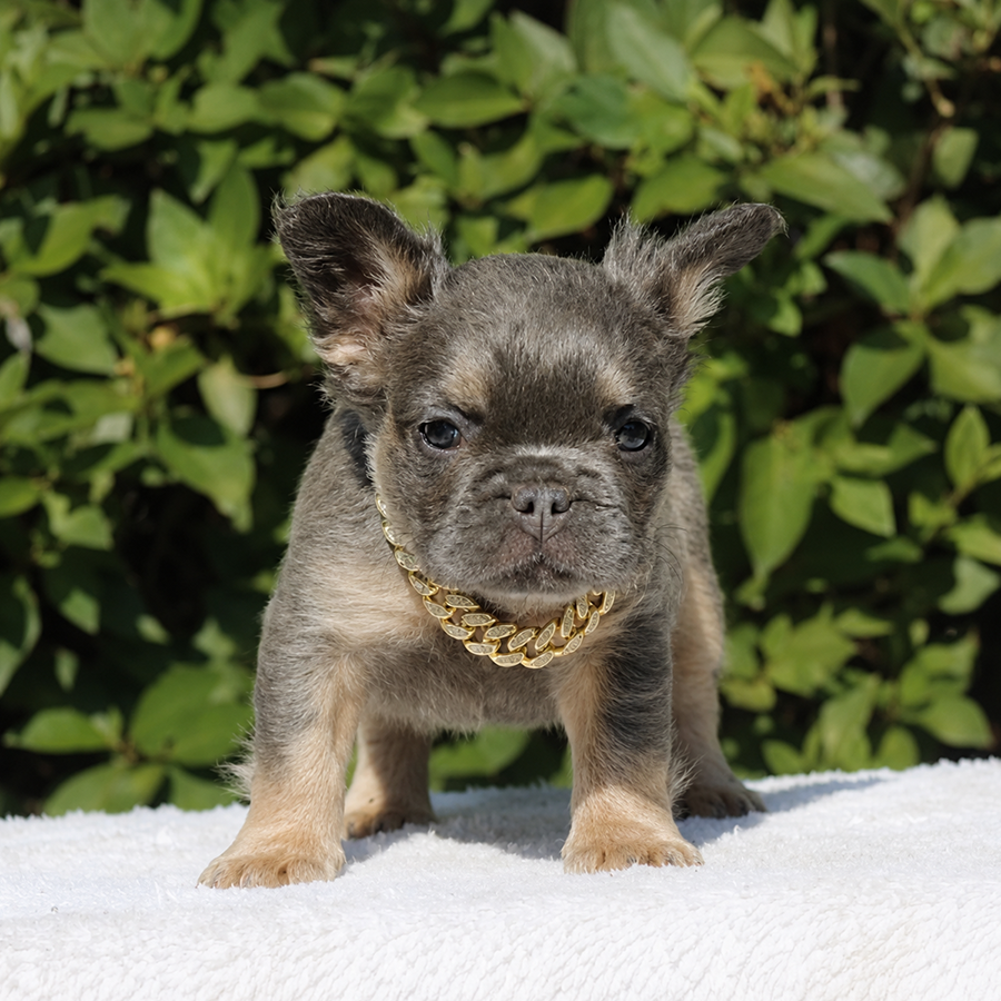New shade isabella and tan fluffy French Bulldog puppy for sale in VA near me