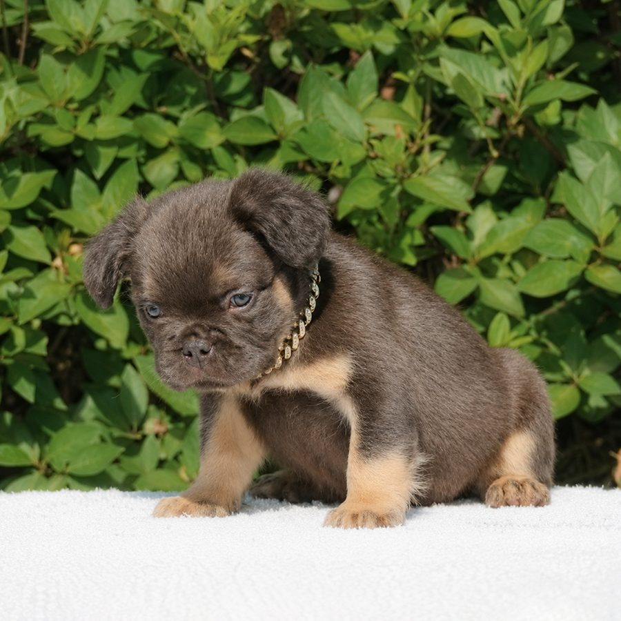New shade rojo and tan fluffy French Bulldog puppy for sale in VA near me